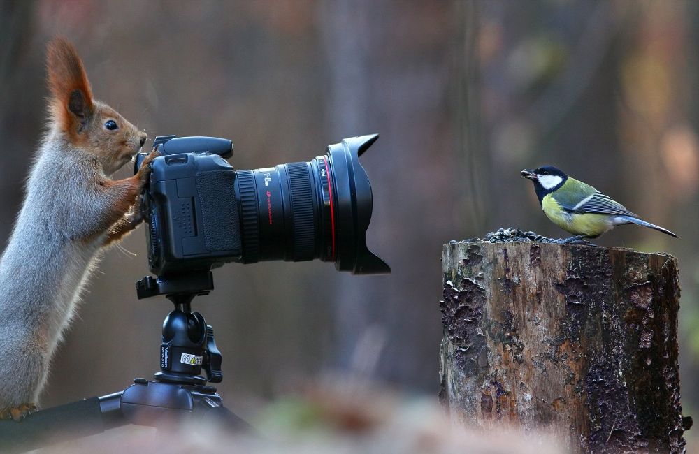  ۱۲ تکنیک عکاسی در طبیعت در سال ۲۰۲۲ + ۸ ایده