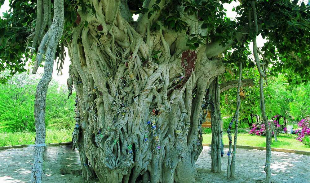 درخت ۵۰۰ ساله کیش، نابود شد! + عکس