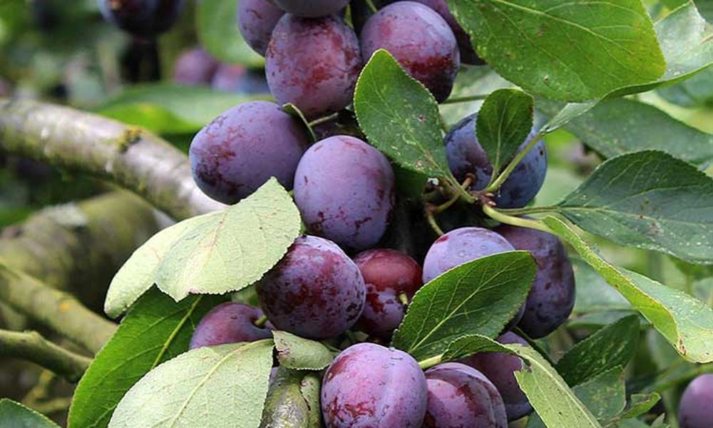 بهترین میوه برای پاکسازی کبد