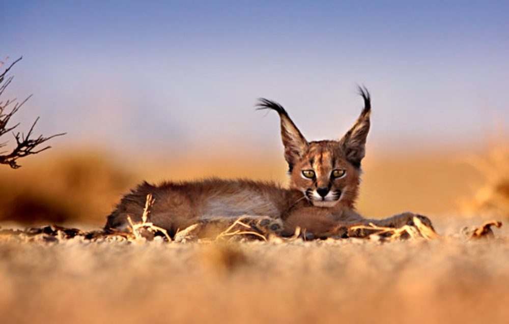 کویر کاراکال