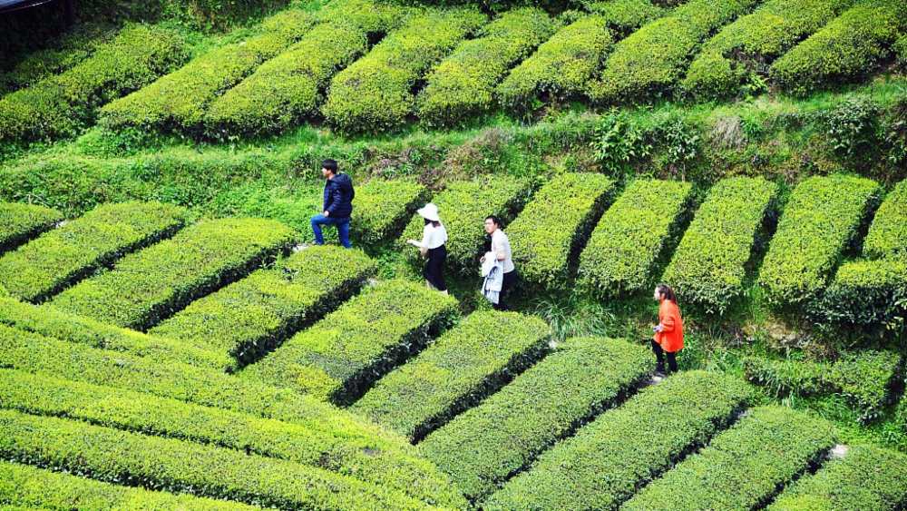 مزارع گردشگری | گردشگری کشاورزی
