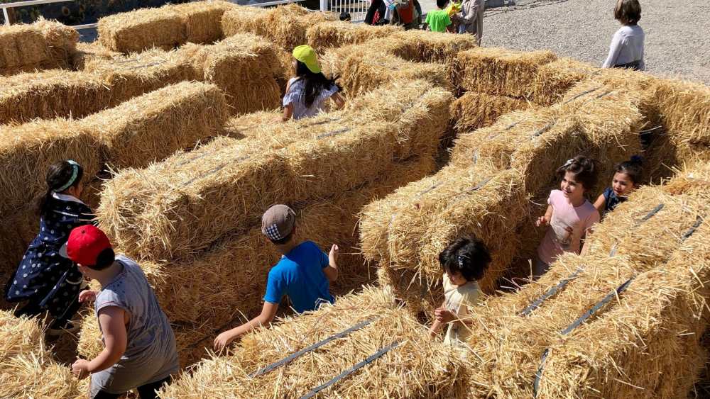 سرگرمی ها در مزرعه گردشگری | گردشگری کشاورزی