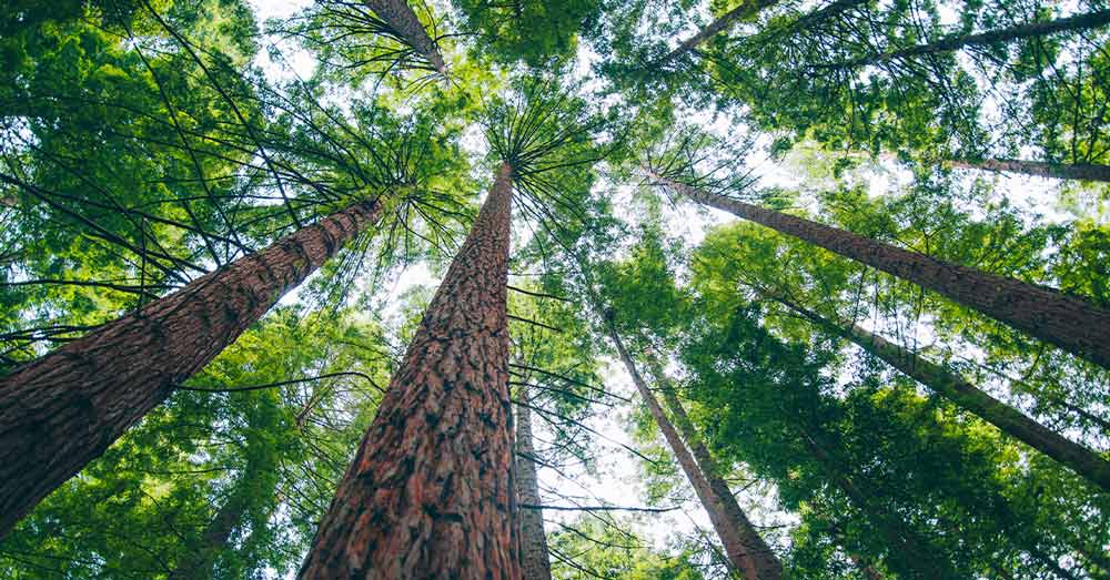 ایده عکاسی در طبیعت با موبایل