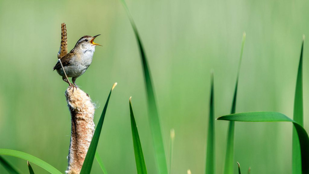 ترفندهای عکاسی در طبیعت